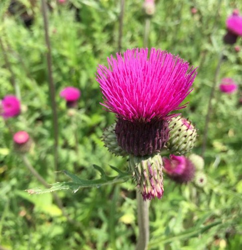 Bach kratzdistel cirsium - bach,
