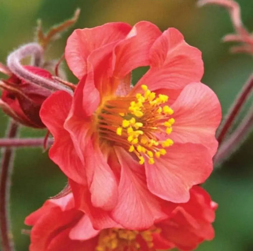 Bach nelkenwurz flames of - 'flames,