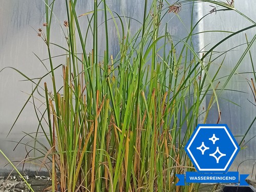 Zyperngras cyperus longus - -,